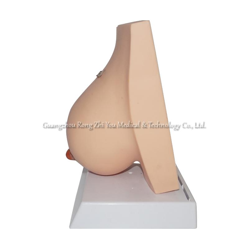 Lactating Breast Anatomical Model