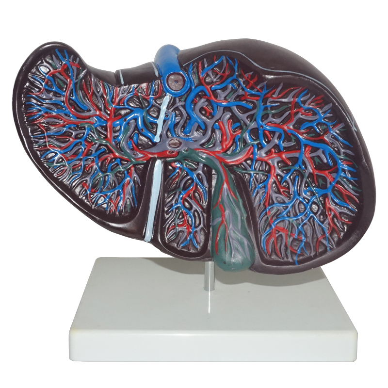 Liver Model 