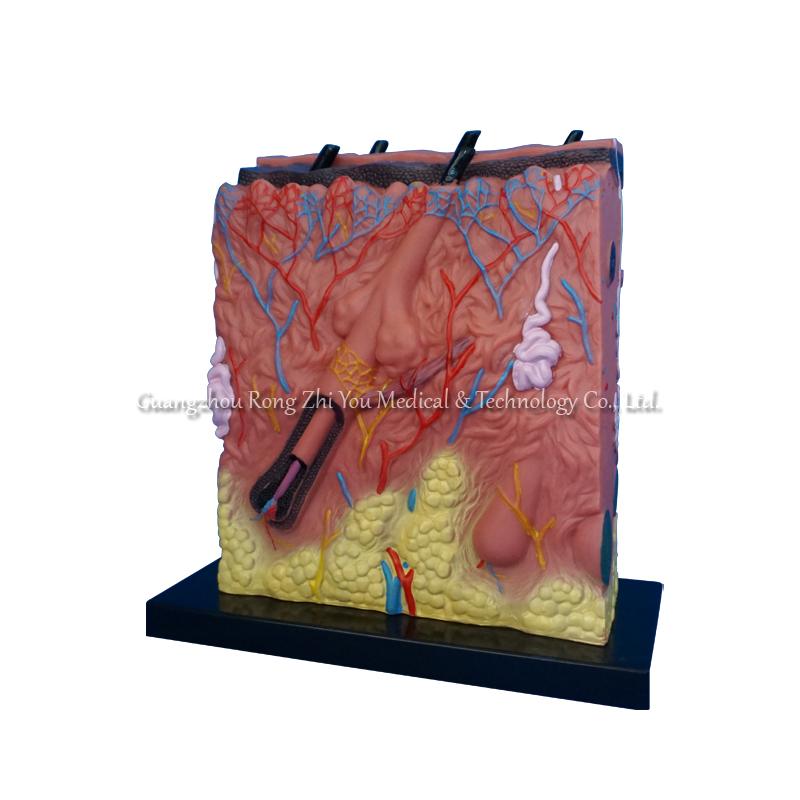 Skin Anatomic Model