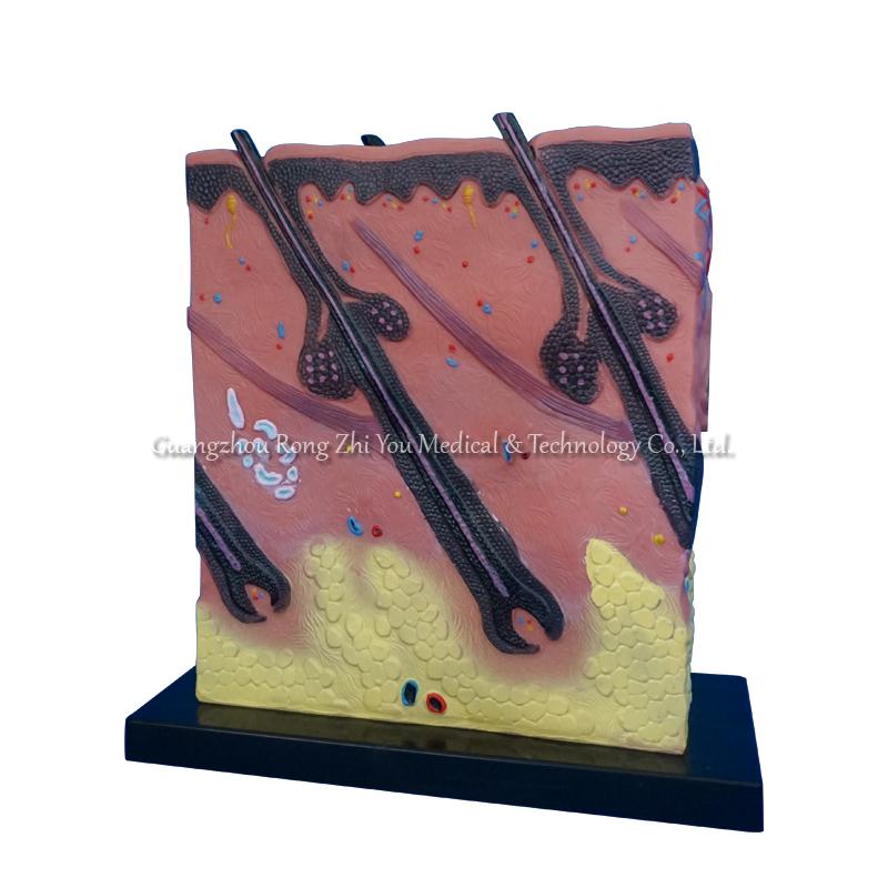 Skin Anatomic Model