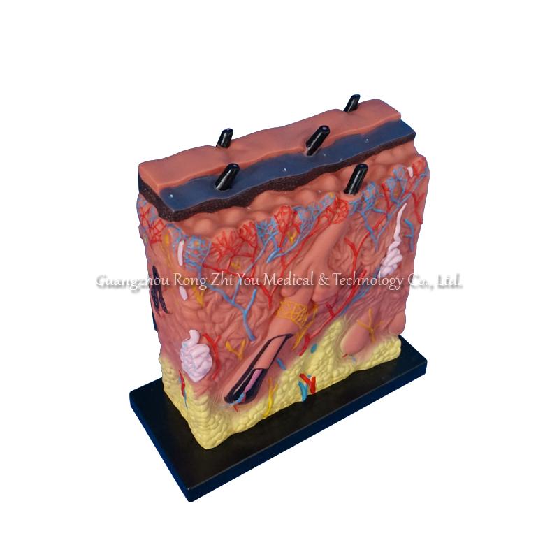 Skin Anatomic Model