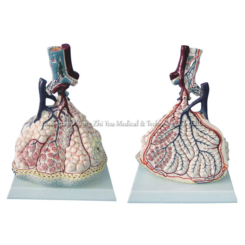 Lung Lobule Model