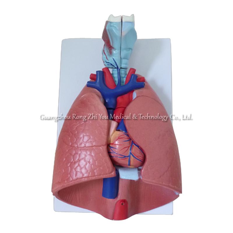 Human Respiratory System Human Respiratory System