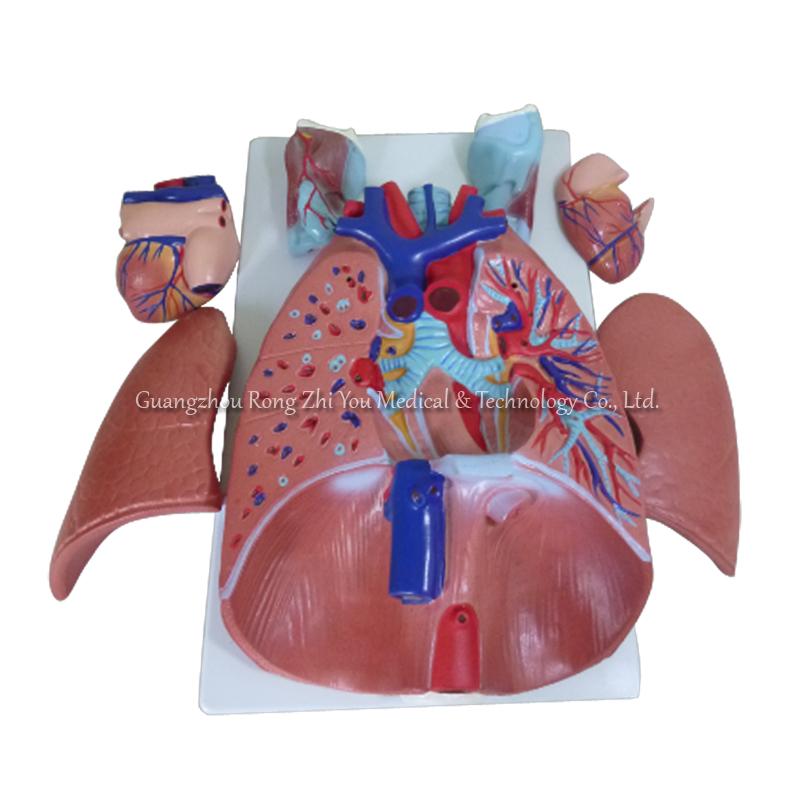 Human Respiratory System Human Respiratory System