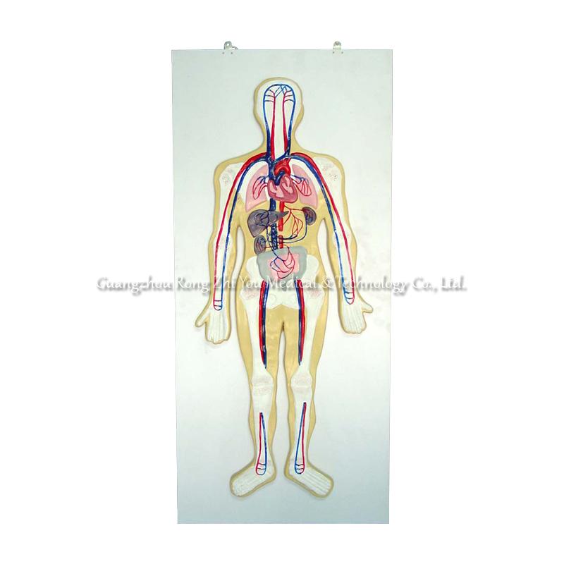 Circulatory System Model