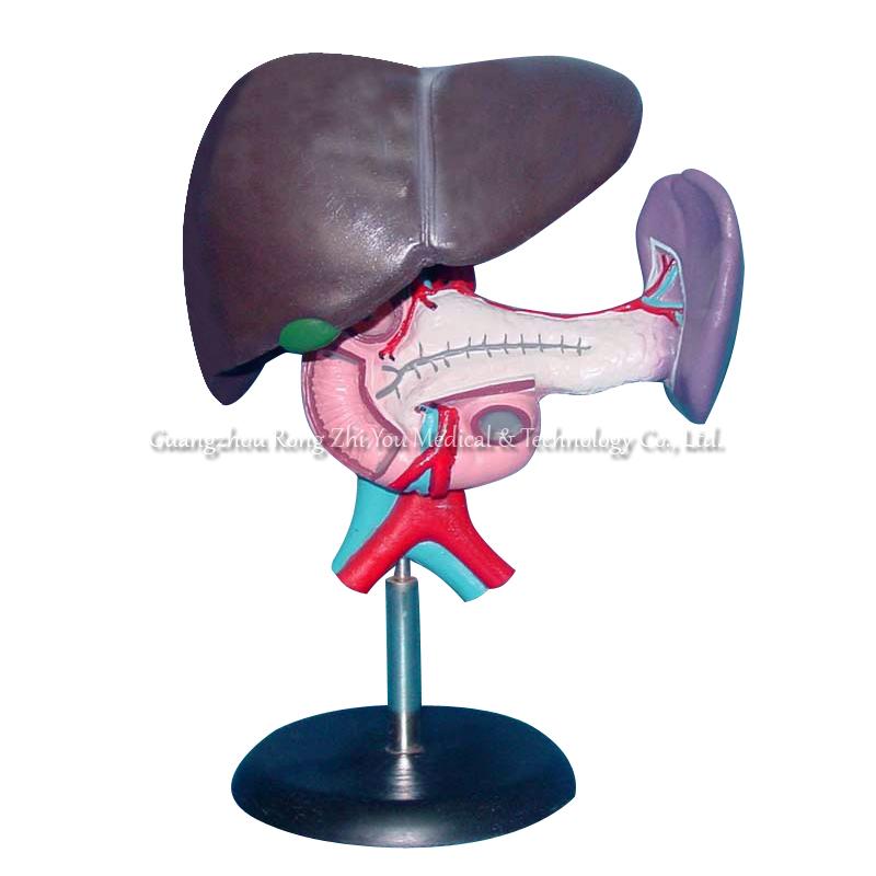 Medical Human Liver Model