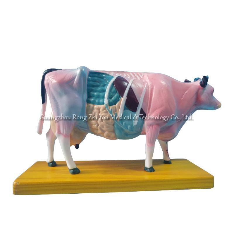 Cow Acupuncture Model