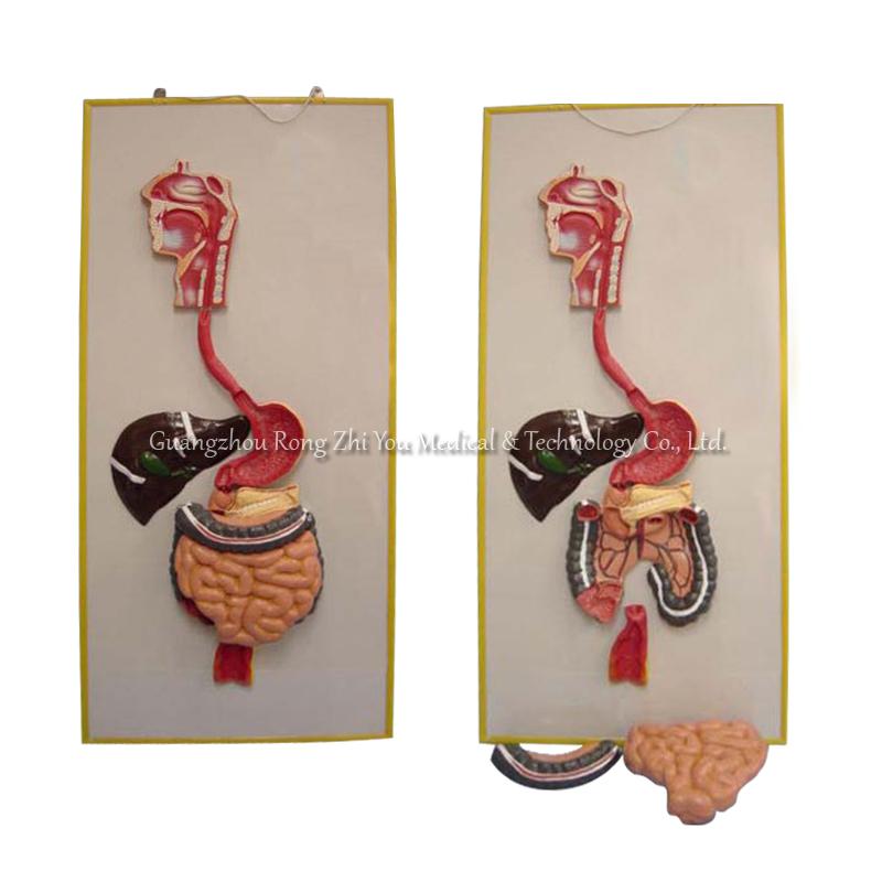 Human Digestive System Model