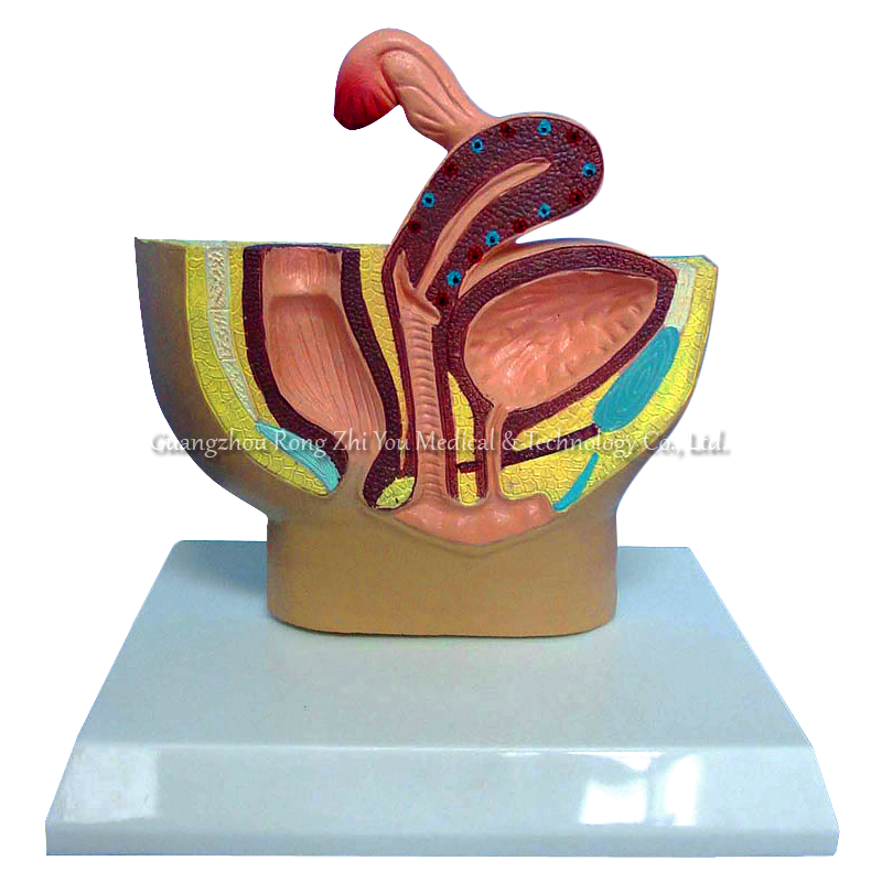 Female Urinary Pelvis Model