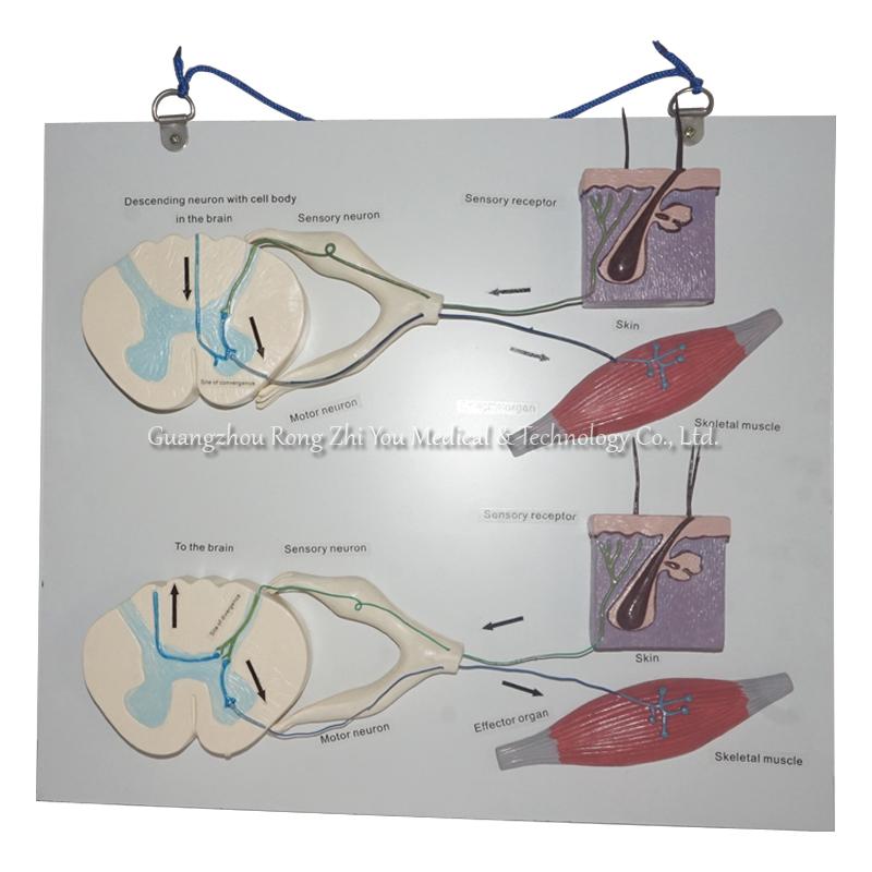 Model of Signal and Reflex 