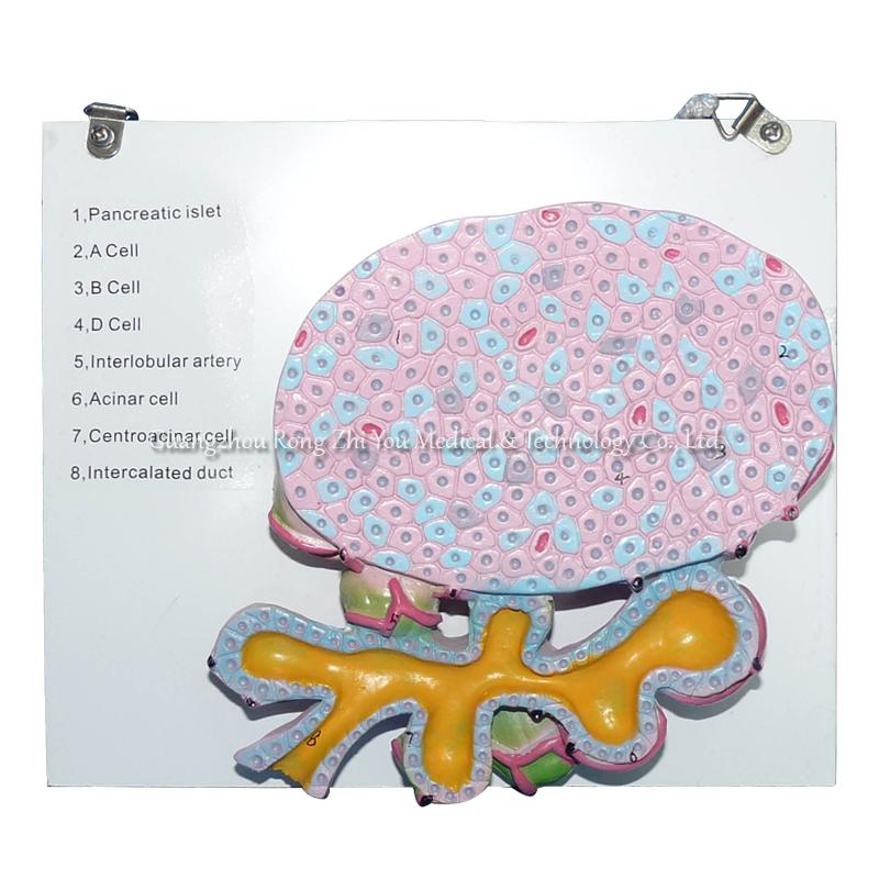 Human Pancreas Cell Model 