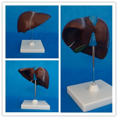 Liver Model