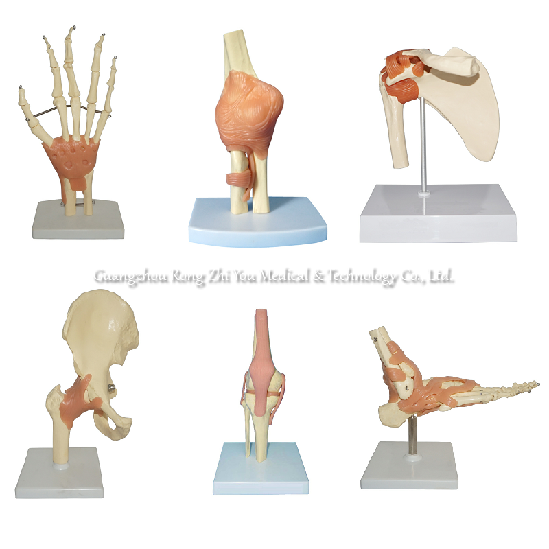 Human Joint Model