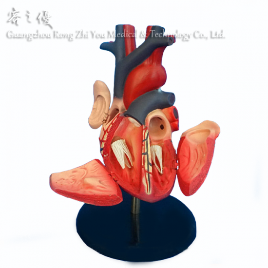 Heart Anatomic Model