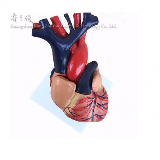Human Teaching Heart