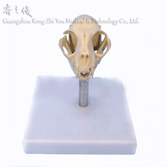 Plastic Cat Skull Model