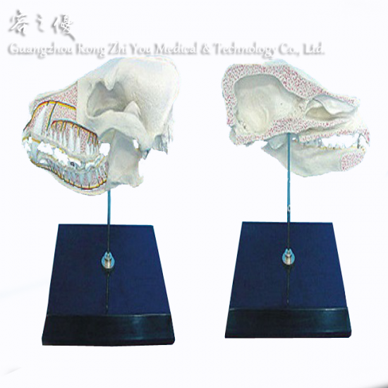 Dog Half Skull Model