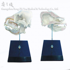 Dog Half Skull Model
