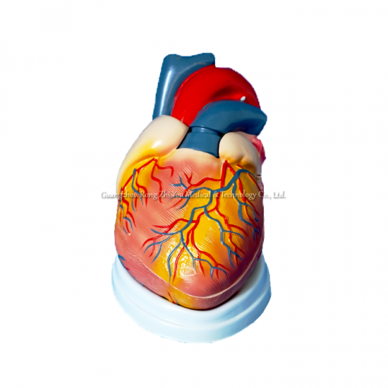 Jumbo Anatomical Heart Model