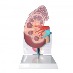Human Kidney Model