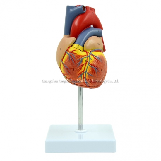 Human Heart Anatomical Model