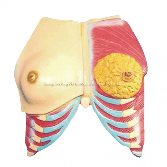 Anatomical Breast model