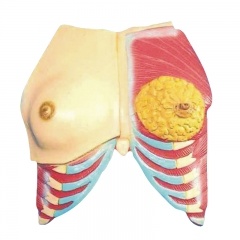 Anatomical Breast model