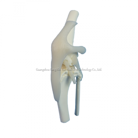 Canine knee joint model