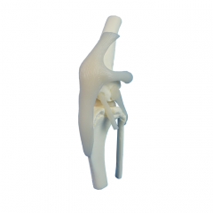 Canine knee joint model