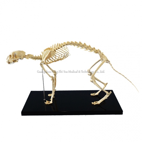 Nature Size Cat Skeleton