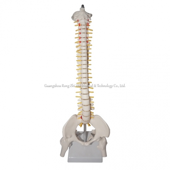 Human Spine Model