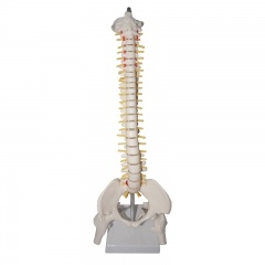 Human Spine Model
