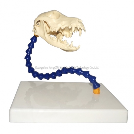 Dog Skull Model