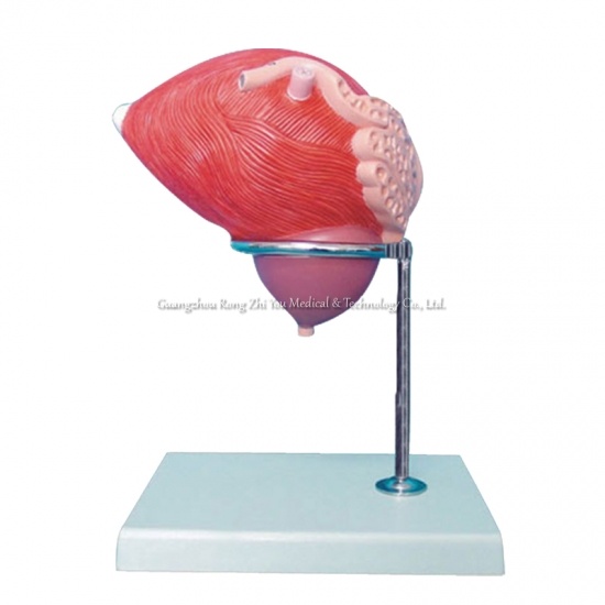 Model of Urinary Bladder