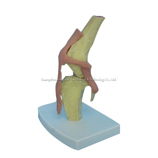 Dog Knee Joint Model