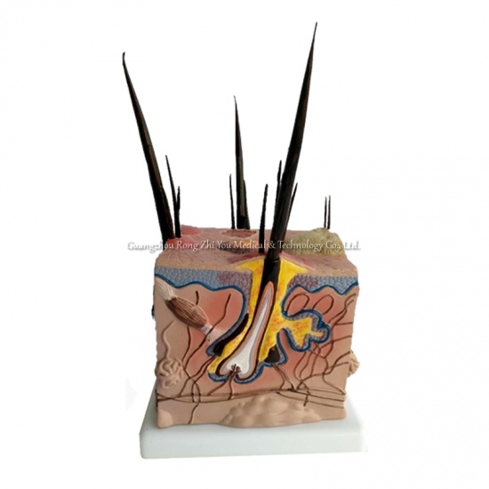Pathological Dog Skin Anatomical Model