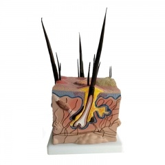 Pathological Dog Skin Anatomical Model