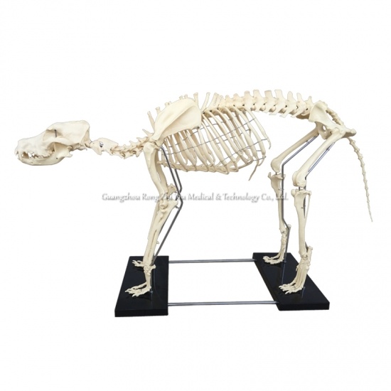 Dog Skeleton Model