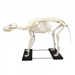 Dog Skeleton Model
