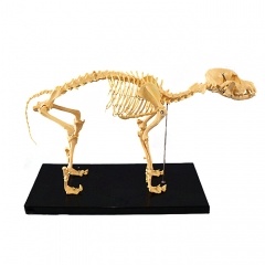  Dog Skeleton Model