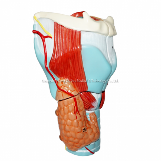 Magnified Larynx Model