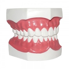 Dental Care Teeth