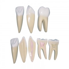 dental care teeth