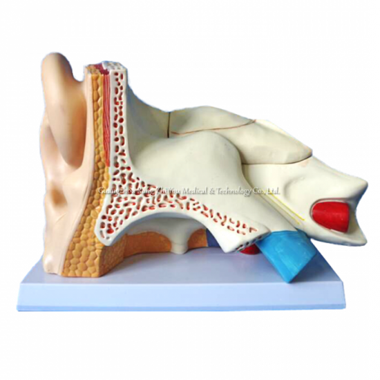 Giant Ear Model