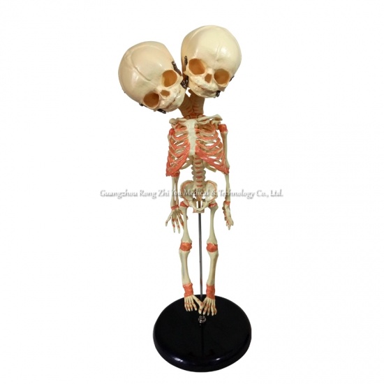 Baby Skeleton Model