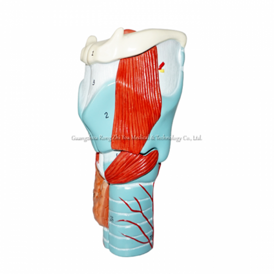 Medical Larynx Model