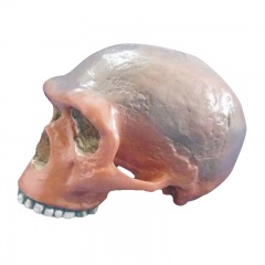  Medical Anatomical Skull Model