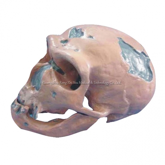 Anatomical Skull Model