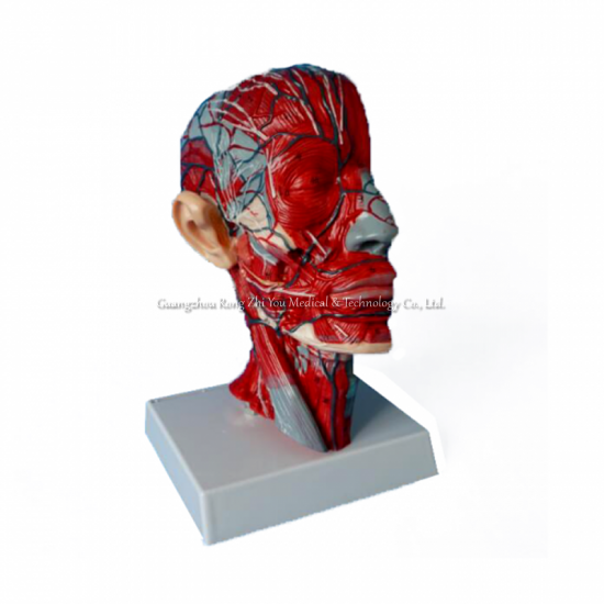 Blood Vessel Model In The Face