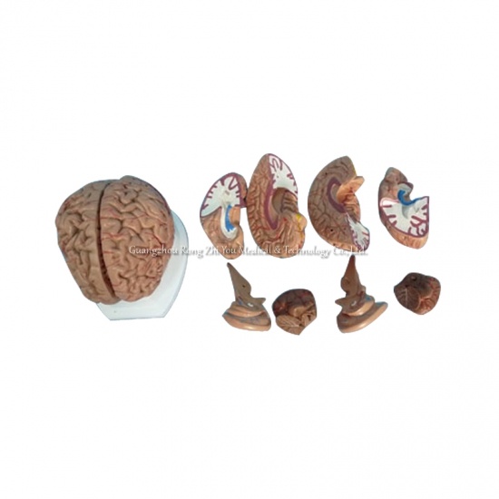 Human Brain Model